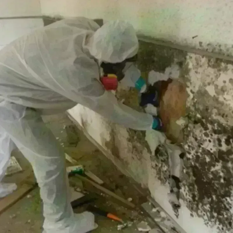 Mold Remediation and Removal in Marlton, MD